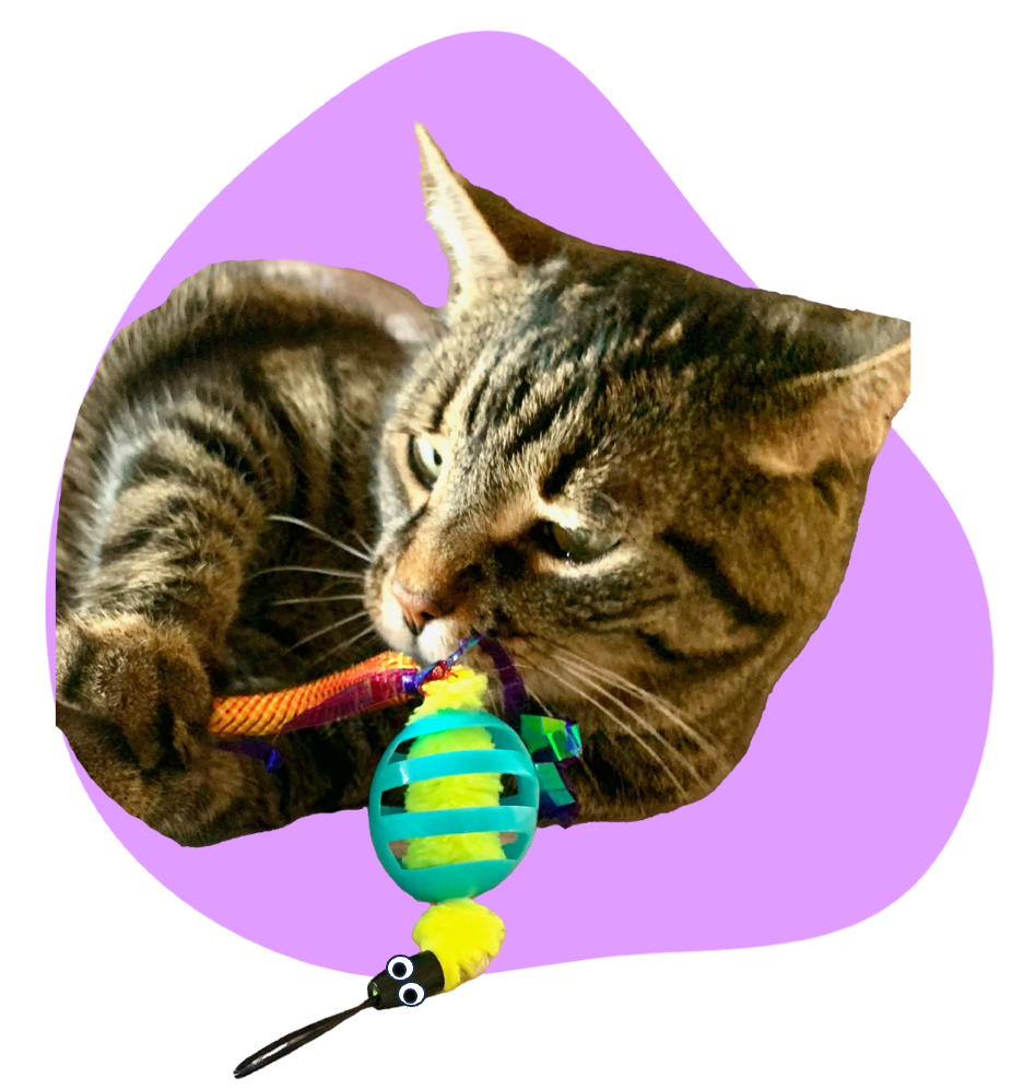Oral Care Floss & Treat Toothbrush Toy for Cats: 4/Pack
