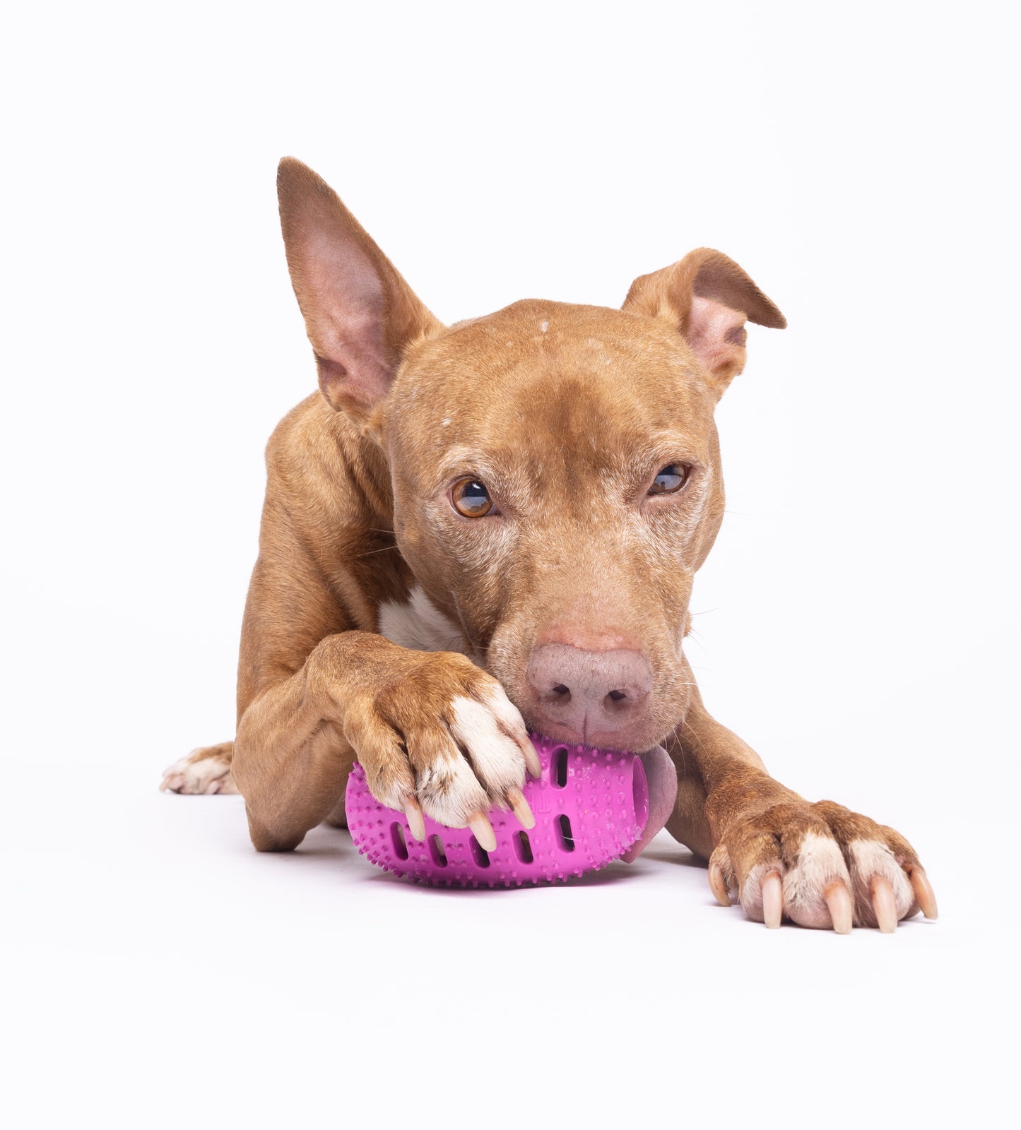 Natural Rubber Football Oral Care Toy for Medium and Large Dogs (20-50 Lbs)