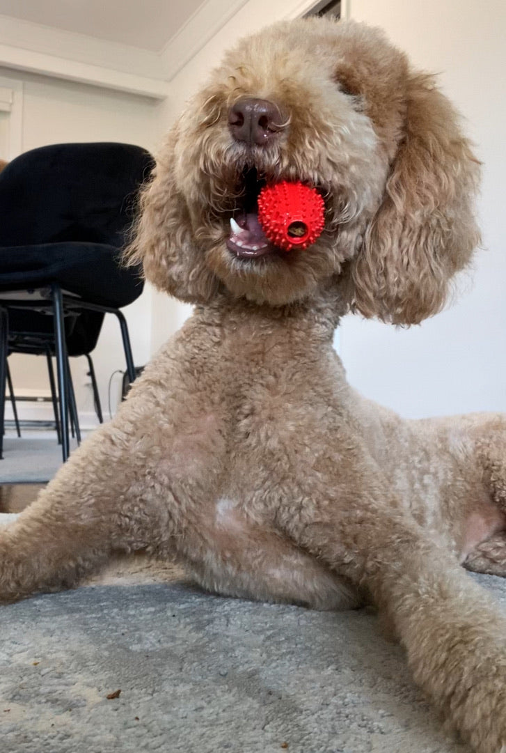 Natural Rubber Football Oral Care Toy for Small Dogs and Puppies (Up to 20 Lbs)