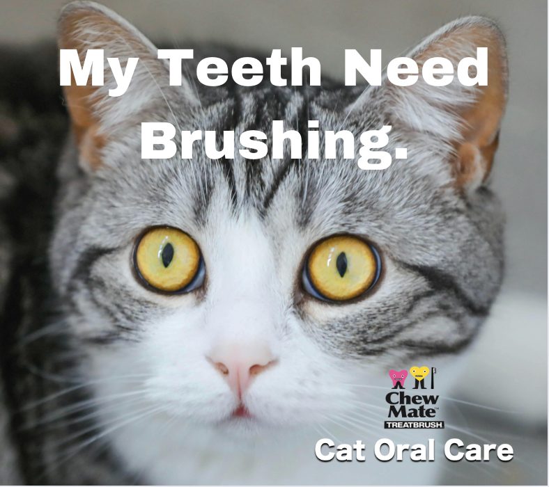 Oral Care Floss & Treat Toothbrush Toy for Cats