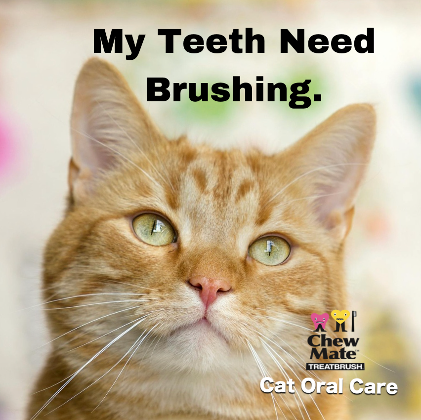 Oral Care Floss & Treat Toothbrush Toy for Cats (2-Pack)