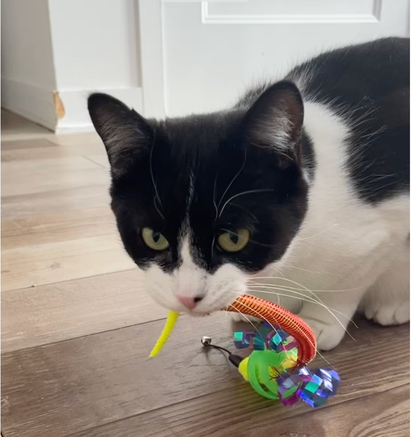 Oral Care Floss & Treat Toothbrush Toy for Cats