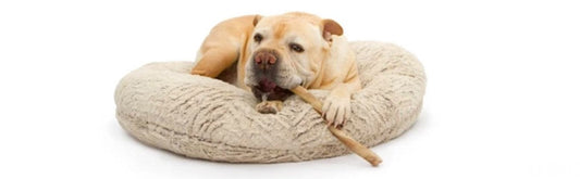 The Role of Pet Dental Chews in Maintaining Oral Health