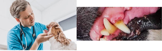Signs of Dental Disease in Dogs: What to Look For