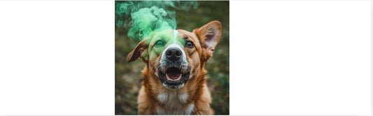 How to Combat Bad Breath in Dogs: Tips and Tricks