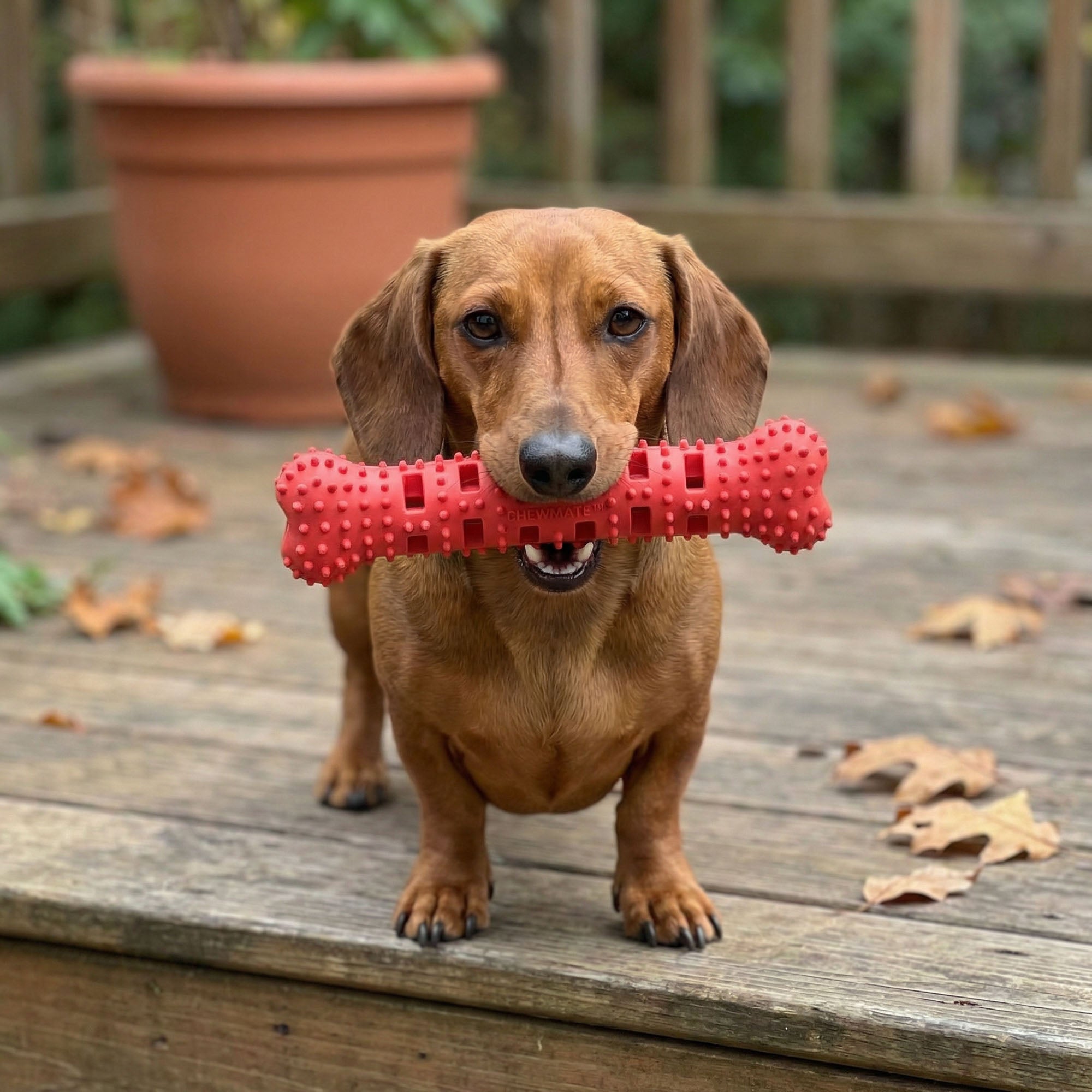 Natural Rubber Bone Toothbrush Toy <25 Lbs