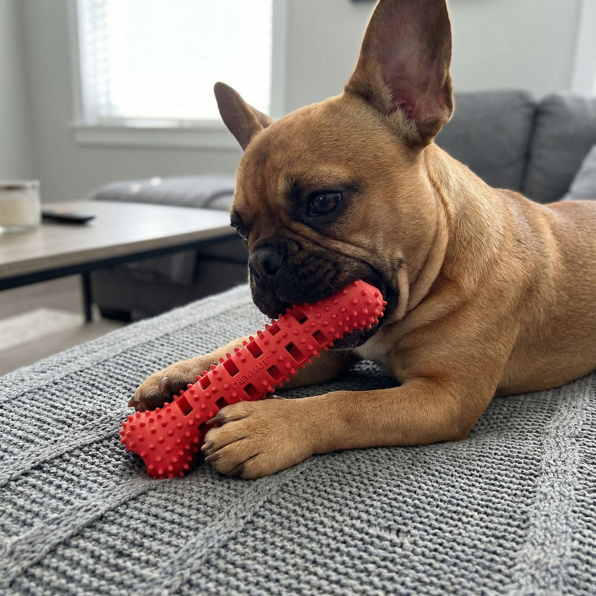 Natural Rubber Bone Toothbrush Toy <25 Lbs