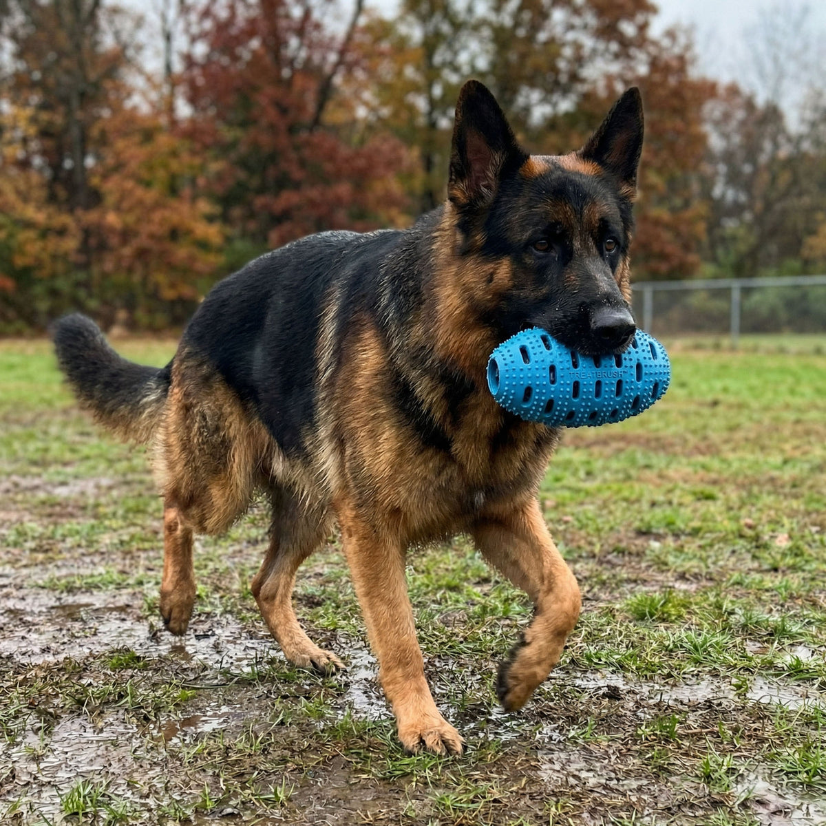 Natural Rubber Football Oral Care Toy >50 Lbs