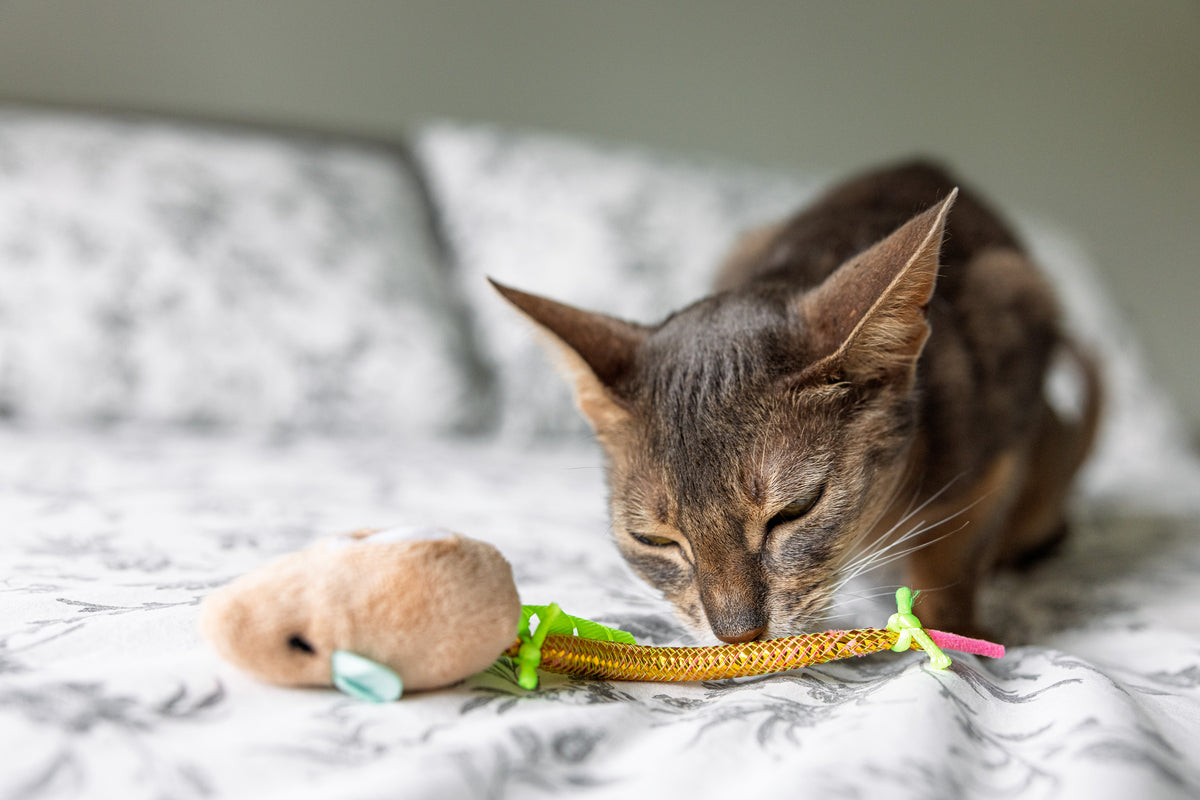 Cat Oral Care Floss & Treat Toothbrush Plush Toy