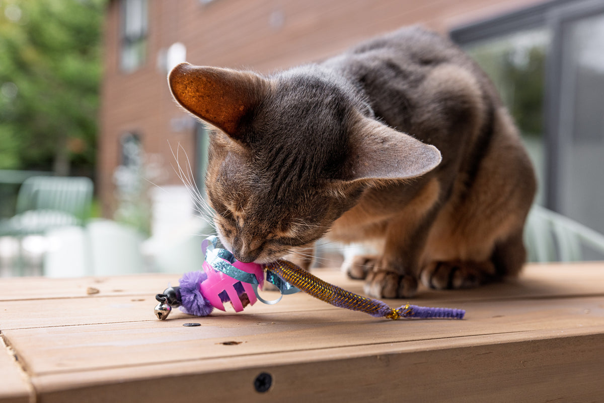 Cat Oral Care Floss & Treat Toothbrush Toy