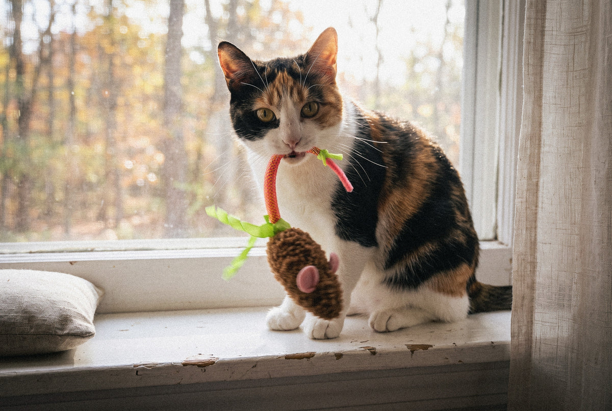 Cat Oral Care Floss & Treat Toothbrush Plush Toy