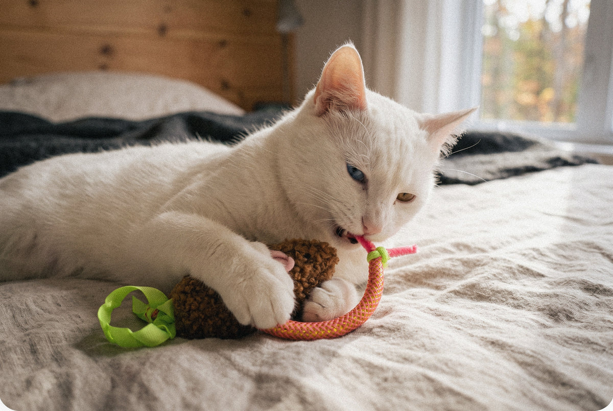 Cat Oral Care Floss & Treat Toothbrush Plush Toy