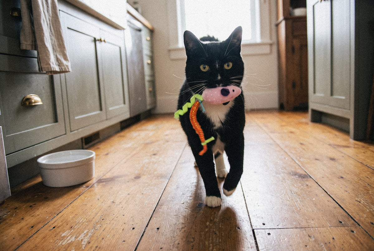Cat Oral Care Floss & Treat Toothbrush Plush Toy