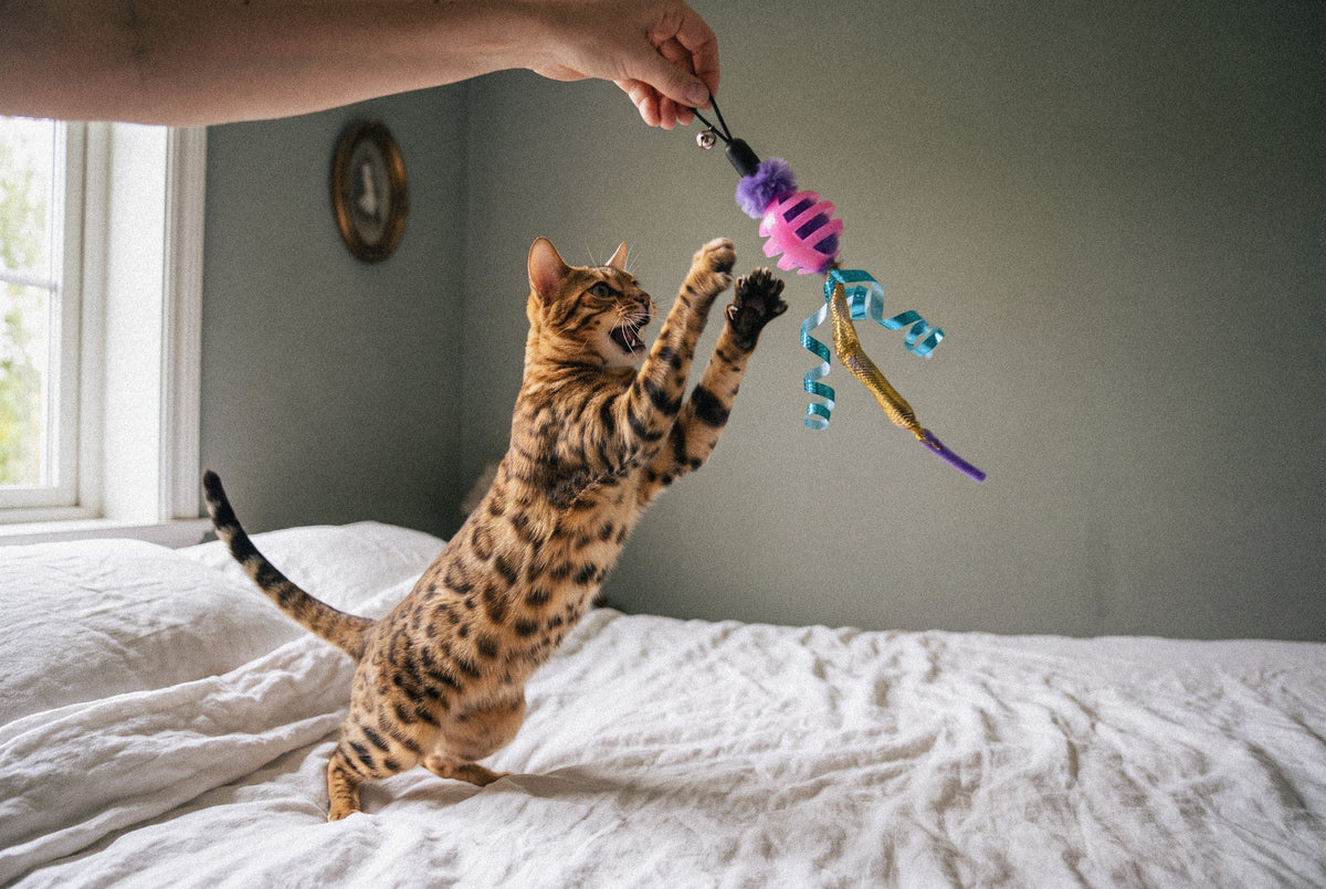 Cat Oral Care Floss & Treat Toothbrush Toy