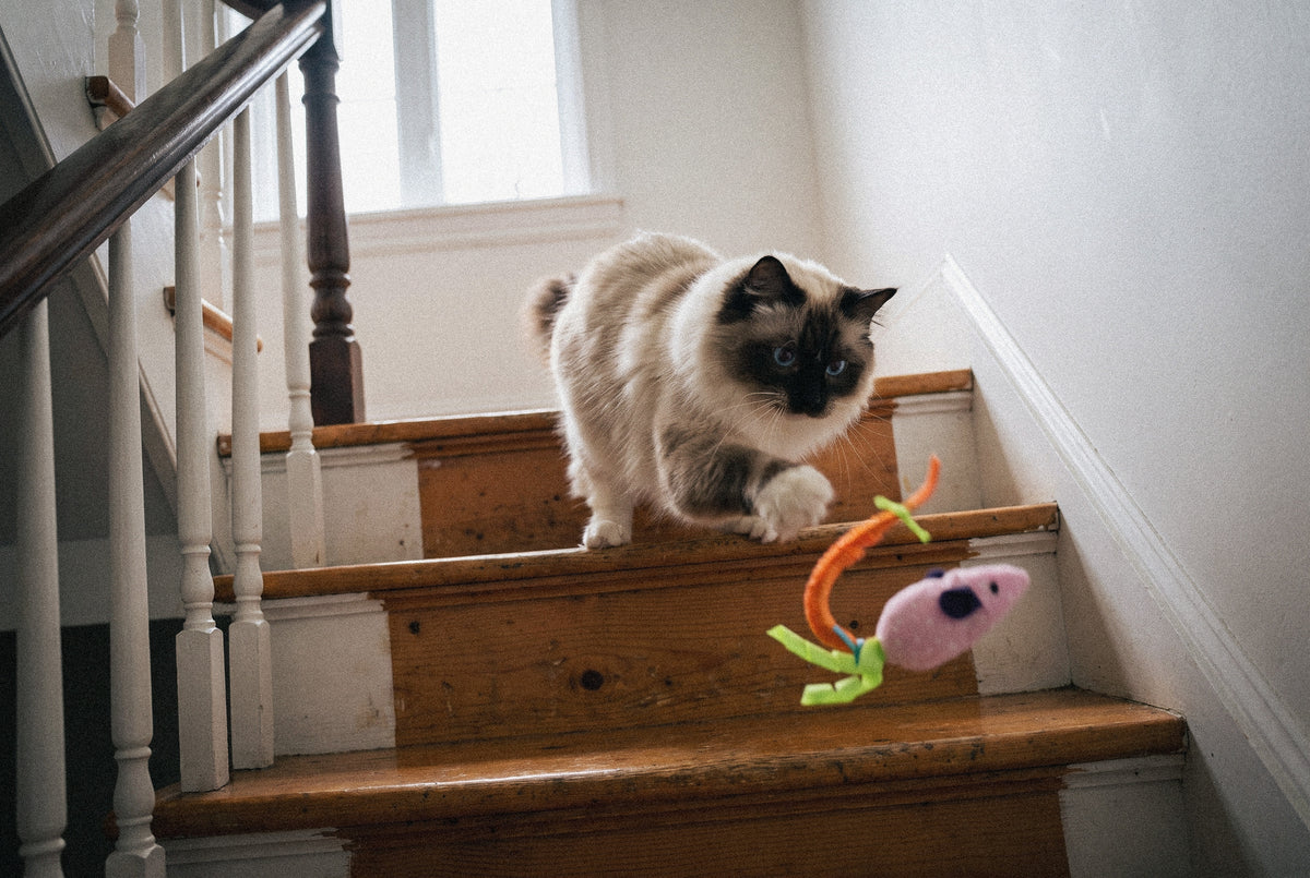 Cat Oral Care Floss & Treat Toothbrush Plush Toy