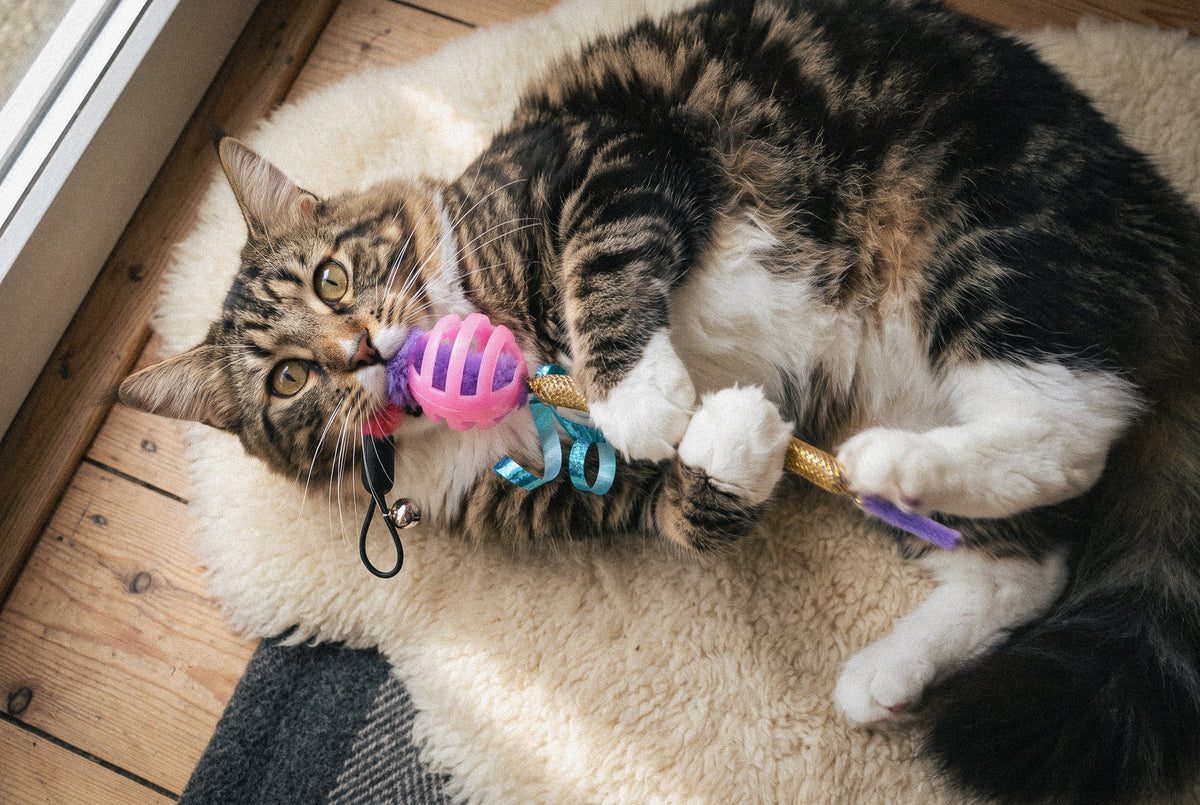 Cat Oral Care Floss & Treat Toothbrush Toy