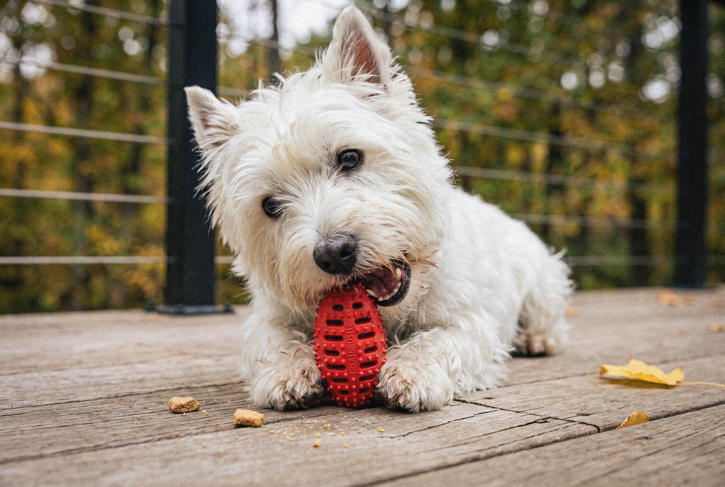 Natural Rubber Football Oral Care Toy <20 Lbs