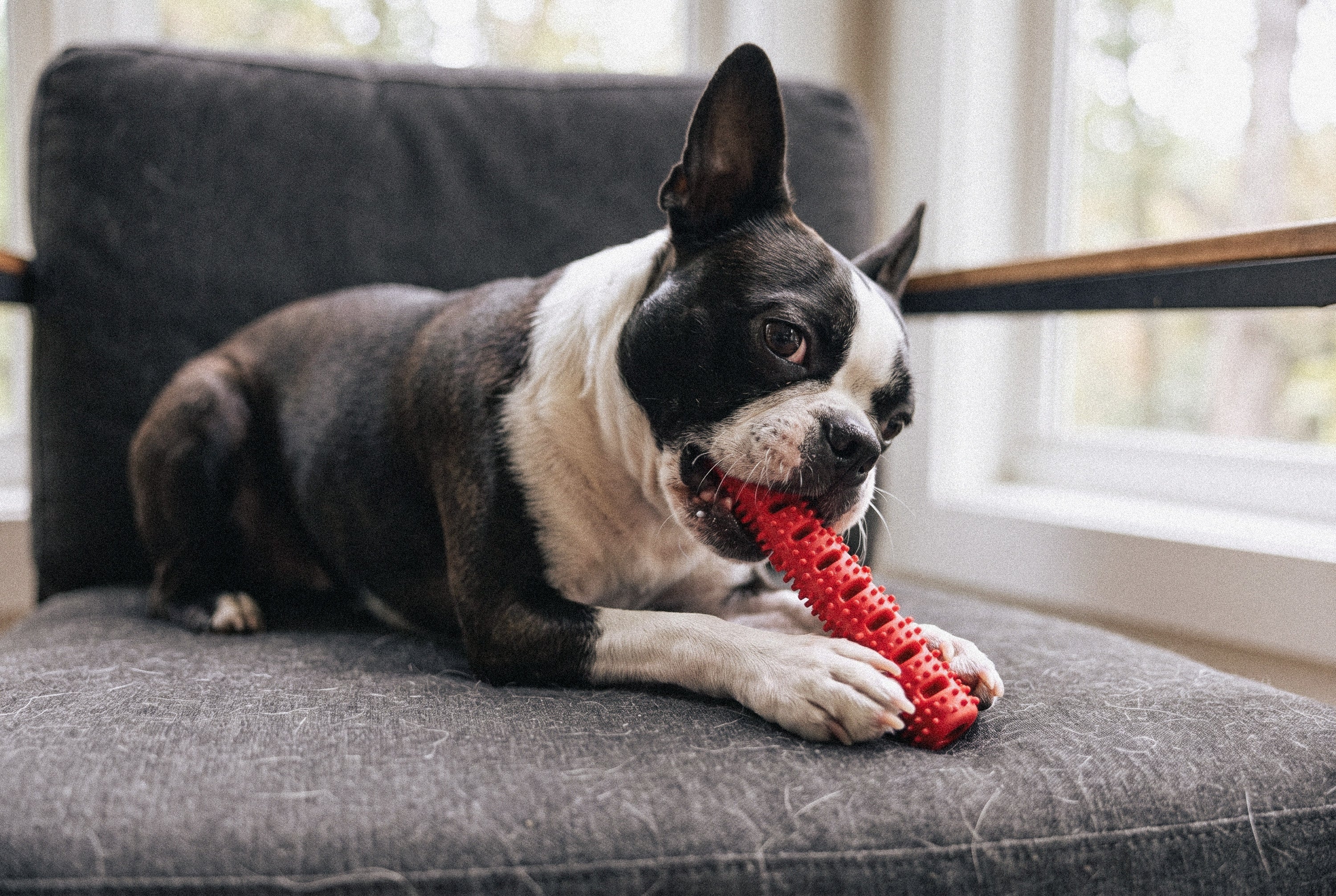 Natural Rubber Bone Toothbrush Toy <25 Lbs