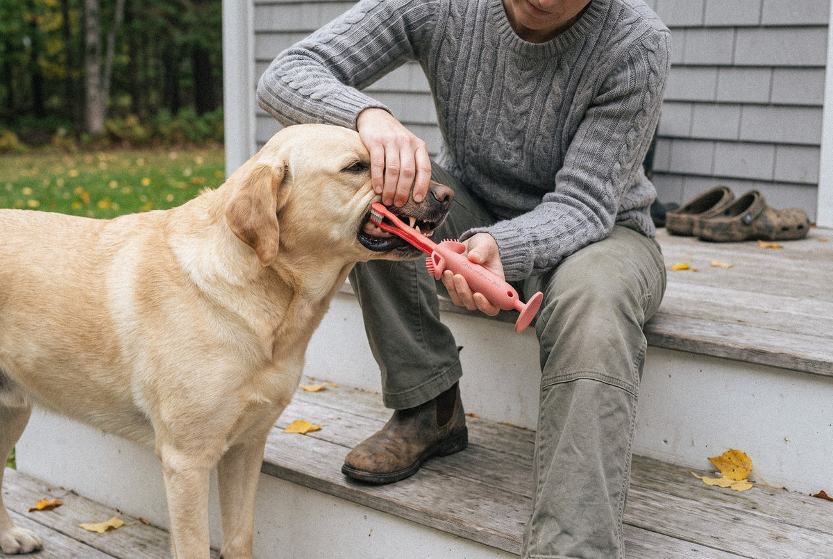 Chewmate Pro Toothbrush for Dogs