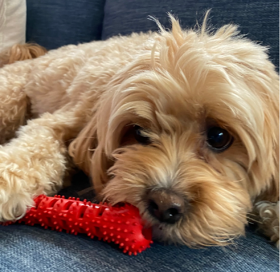 Natural Rubber Bone Toothbrush Toy <25 Lbs
