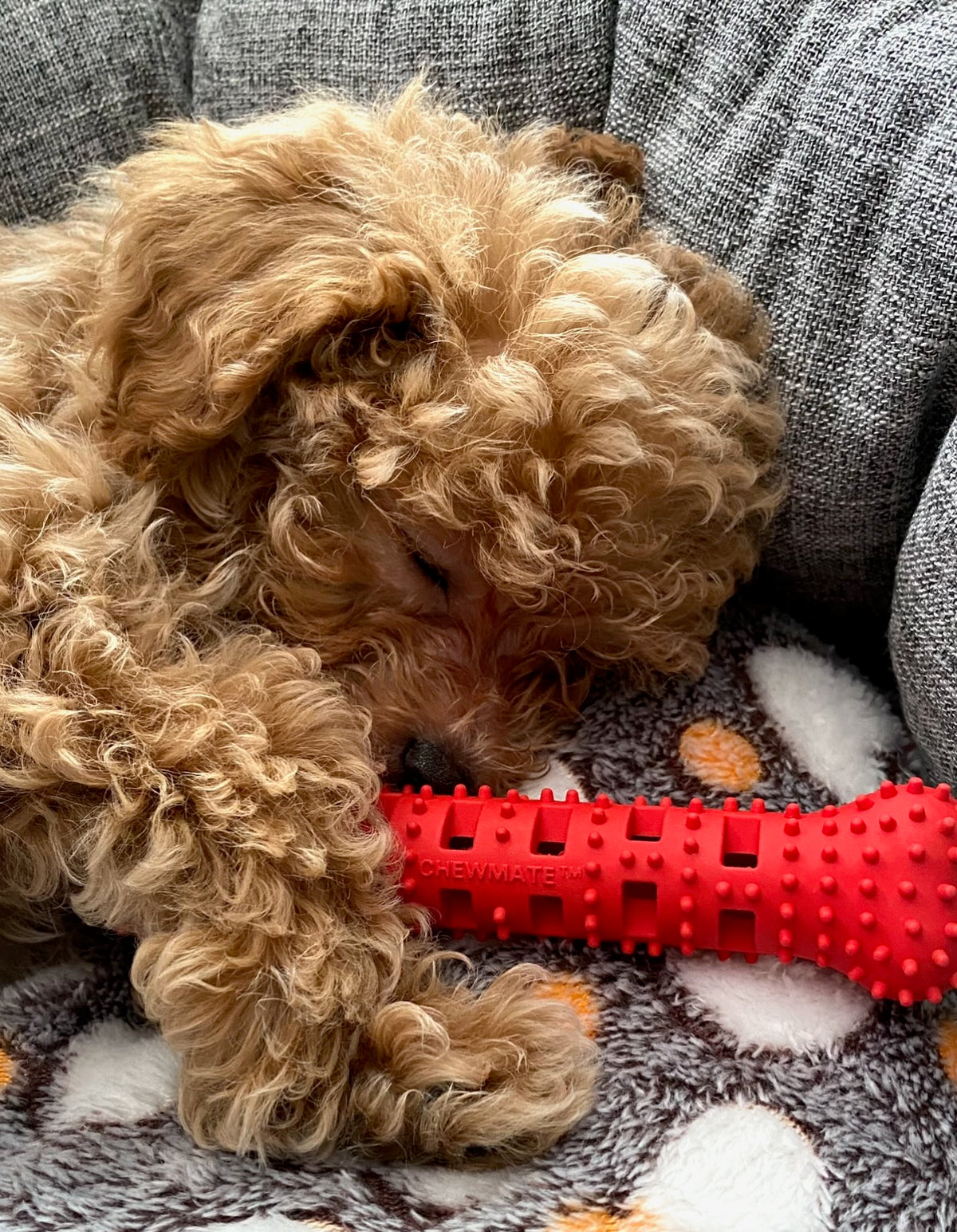 Natural Rubber Bone Toothbrush Toy <25 Lbs