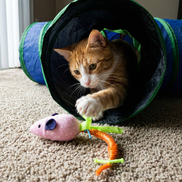 cat_block.jpg__PID:292a29a2-c5c2-4ea2-b2c3-fdd830f83bae