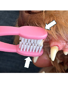 Hold dog’s mouth,  Insert toothbrush and begin to brush (molars first) and work your way to the f...