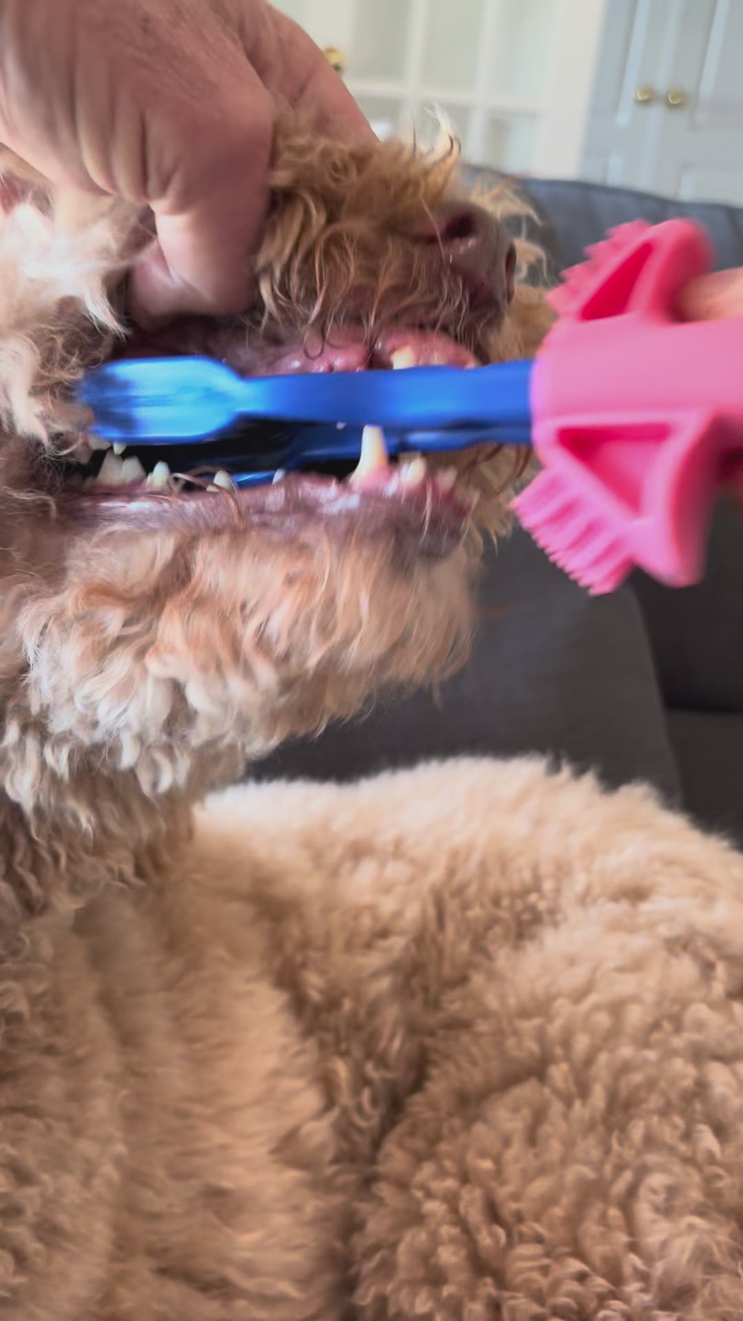 Vet Tech & Groomers Pro Brush Kit