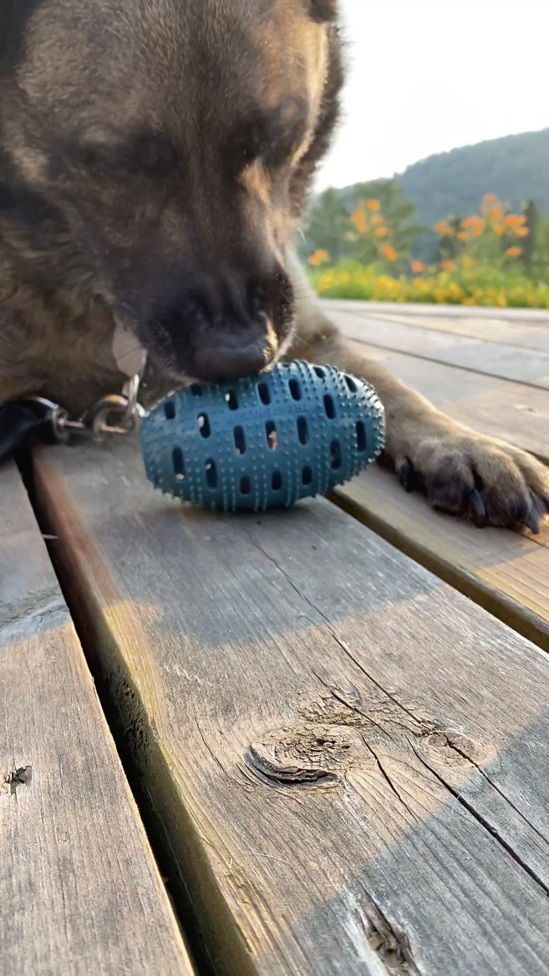 Natural Rubber Football Oral Care Toy >50 Lbs